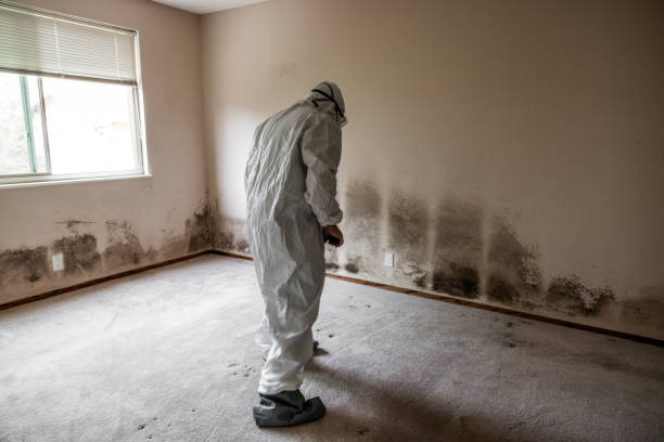 Best Residential Mold Removal  in Cumberland, MD